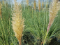 Preview: Cortaderia selloana "Citaro" - (Pampasgras "Citaro"),